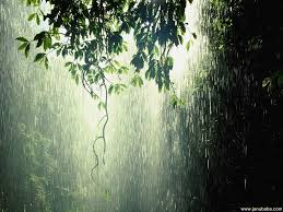 4k ultra hd forest wallpapers. Rainforest Rain Forest 1024x768 Wallpaper Teahub Io
