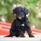 Miniature Poodle Mix Puppies For Sale | Greenfield Puppies