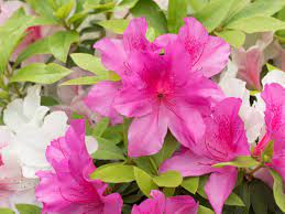 Hardy Azalea Varieties How To Choose Zone 5 Azalea Shrubs Azalea Shrub Dwarf Flowering Shrubs Azaleas
