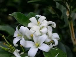 Meet The Flowers Plants In Our Jewelry Pictures Planting Flowers Plants Orange Flowers