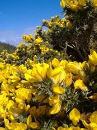 It is one of the best types of purple flowers you can grow! Gorse Ulex Sp