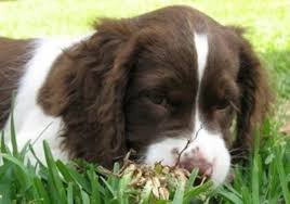 Image result for anglický špringršpaněl