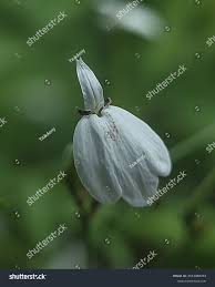 Image result for Rhinacanthus zambesiacus