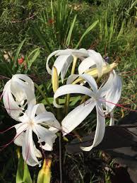 Image result for Crinum crassicaule
