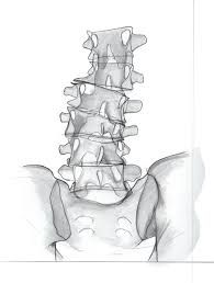 Image result for Lumbar vertebrae
