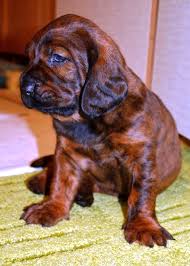 Image result for hannoverský barvář