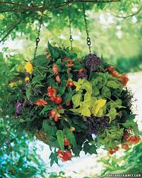 If you want to plant begonias in containers or hanging baskets, look for begonia bolviensis and angel wing types, which cascade. 12 Beautiful Container Gardening Ideas For Shade An Oregon Cottage