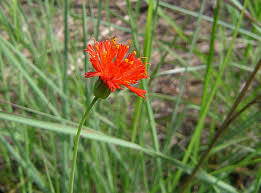 Image result for Emilia coccinea