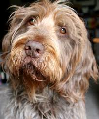 12.5% labrador retriever and 87.5% poodle. Labradoodle Breed Standard Mini Aussiedoodles And Australian Labradoodle Puppies Best Aussiedoodle Breeders In Washington State Portland Oregon