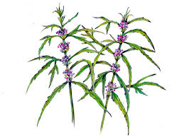 Image result for Leonurus japonicus