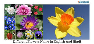 Flowers and names in hindi. Flowers Name In English And Hindi List Of Different Flower Names