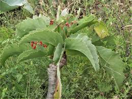 Image result for Cyphostemma lanigerum