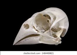 Bird Skull On Black Background Stock Photo Edit Now 1484400821