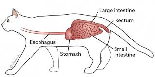 Other large intestinal tumors include mct, hsa, and neuroendocrine carcinoma. Constipation In Cats Vca Animal Hospital