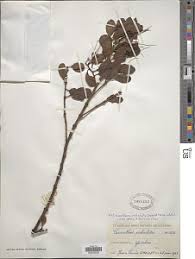 Image result for Helixanthera garciana