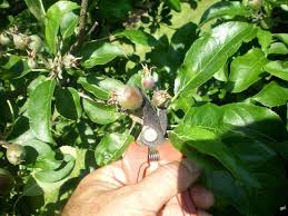 Taille Verger Taille Arbre Fruitier Arbuste Fruitier