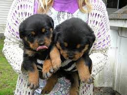 litter of 8 rottweiler puppies for sale in rogue river or adn 33527 on puppyfinder com gender rottweiler facts rottweiler puppies for sale rottweiler puppies