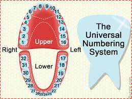 Dental numbering systems there are three different numbering systems used to identify the teeth in dentistry. Dental Charts To Help You Understand The Tooth Numbering System Wellness Keen