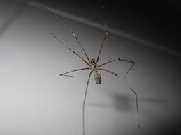 These spiders can survive months without eating. A Guide To Cellar Spiders Identification Control Prevention Faqs