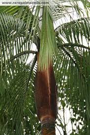 Image result for Acanthophoenix rubra