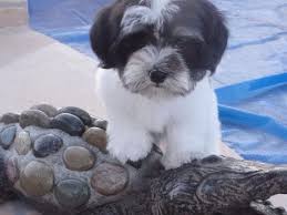 Black And White Havanese Puppy For Sale Charmaine Berglof Has Havanese Puppies For Sale In Surprise Az On Akc Puppyfinder Havanese Puppies For Sale Havanese Puppies Akc
