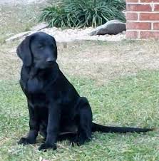Check out our chocolate lab puppy selection for the very best in unique or custom, handmade pieces from our shops. Chocolate Lab Pups Pets And Animals For Sale North Carolina