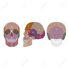 We did not find results for: Illustration Of A Human Head Bones Types Side Front And Back View Royalty Free Cliparts Vectors And Stock Illustration Image 49598648