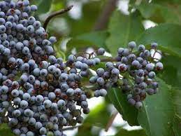 Edible Berries Of The Pacific Northwest Wild Edibles Edible Plants Edible Landscaping