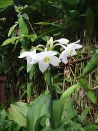 Flowering bulb plants in the philippines. Bulb Plants Lat S Gardening Blog