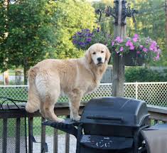 He is a social fella sure to attract attention everywhere you go. Harborview Golden Retrievers Golden Retrievers Puppies Breeders Pa
