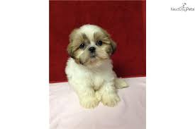 Female Shih Tzu Puppy Shih Tzu Puppy Shih Tzu Puppies