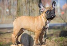 Lernen sie das erscheinungsbild von der hunderasse norrbottenspitz kennen. Hunderassen Rassehunde Hunde Lexikon Auf Planet Hund