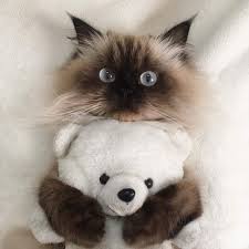 1920x1080 cats full hd wallpapers download 1080p desktop backgrounds. Cute Bear And Cat Image 6369462 On Favim Com
