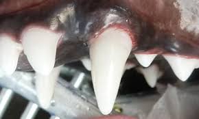 Enamel hypoplasia (also known as turner's tooth, or turner's hypoplasia) is a condition most commonly observed in permanent bicuspid teeth (secondary to infected primary molars). Enamel Hypoplasia Veterinary Dental Center Thin Enamel Wall