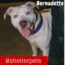 Bernadette Was A Lost Dog Found On A Cold Warren Michigan Street Now She S Been Nursed Back To Health And Needs A Home If You Losing A Dog Dogs Best Dogs