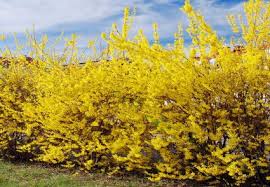 Serves as a living privacy fence to provide privacy from street traffic and neighbors. Best Shrubs For Privacy Lovetoknow