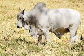 Brahman bull synonyms, brahman bull pronunciation, brahman bull translation, english dictionary definition of brahman bull. Brahman Bull Standing In A Field Stock Photos Freeimages Com