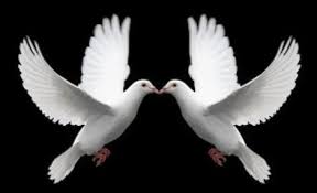 Konversi banyak format gambar ke jpg dalam hitungan detik secara gratis! Hasil Gambar Untuk Burung Merpati Putih Merpati Gambar Burung