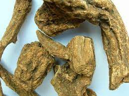القسط الهندي فوائد واسرار herbalism health food body care