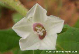 Image result for Ipomoea coscinosperma