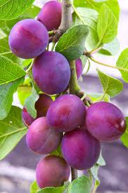 About the flowering plum tree peaches, cherries, plums and apricots, as well as almonds, and cherry laurel, are all part of the large group of plants called stone fruits (prunus). Methley Plum Tree Fruit Trees Ison S Nursery Vineyard