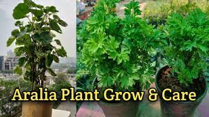 This plant is one of the easiest and loveliest houseplants available. Aralia Plant How To Care Grow Aralia Plant Plant For Bignner In Hindi Youtube