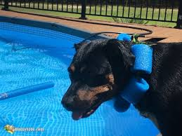 Make sure the pool noodle dog cone isn't too tight or. Replace The Cone Of Shame Diy Medical Collar Pool Noodle Collar