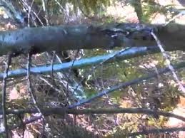 Maybe you would like to learn more about one of these? Diseases Of Leyland Cypress Youtube