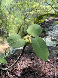 Image result for Ficus muelleriana