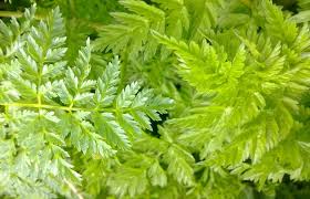 This species need half shade and a little moist soil. Cow Parsley Identification Edibility Distribution Comparison With Hemlock Galloway Wild Foods