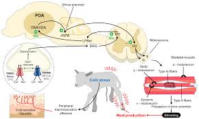 The Role of Brown Adipose Tissue and Energy Metabolism in Mammalian  Thermoregulation during the Perinatal Period