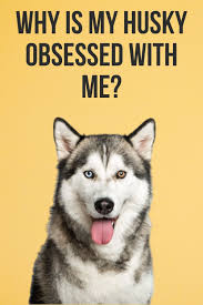 Pin On Husky Owner Tips