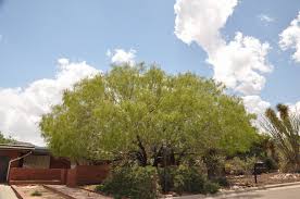 Image result for Prosopis glandulosa