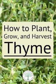 How To Plant Grow And Harvest Thyme The Homesteading Hippy In 2020 Growing Thyme Thyme Plant Thyme Garden